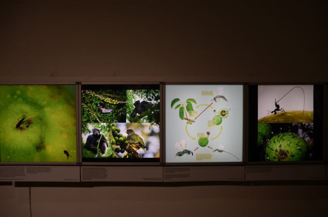 Wasp_exhibition__DSC3450